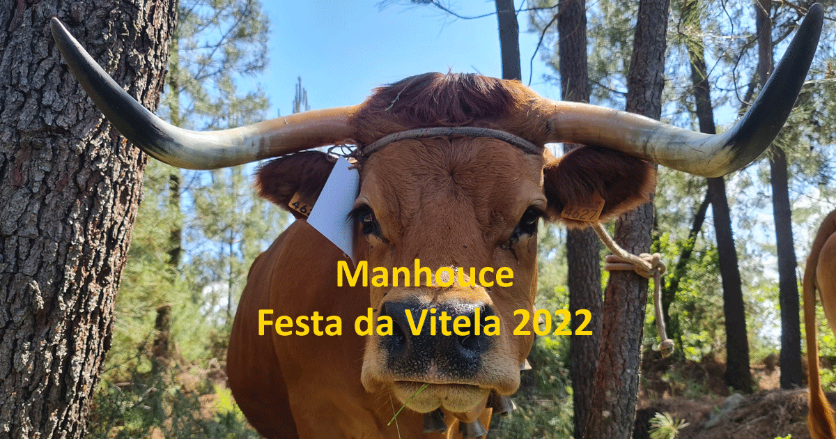 You are currently viewing Manhouce – Festa da Vitela 2022